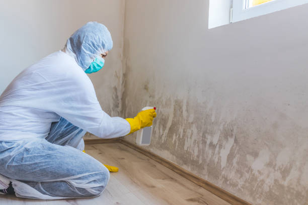 Licensed Basement Mold Remediation service in New Providence, NJ - WQB Mold Removal