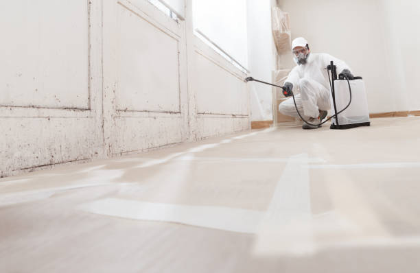 24/7 Emergency Basement Mold Remediation experts in New Providence, NJ