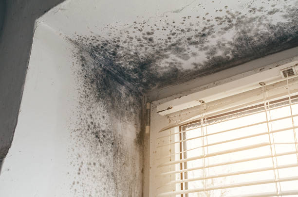 Affordable Basement Mold Remediation solutions in New Providence, NJ