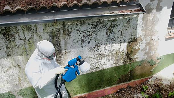 Top rated local Basement Mold Remediation specialists in New Providence, NJ